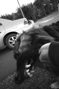 Immagine di una persona aggredita dal Cane che ha il coraggio di afferragli la mascella per impedire che l'animale gli procuri danni maggiori, magari al volto